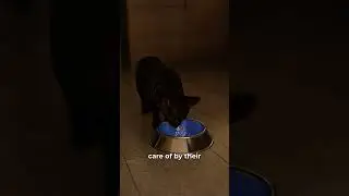 WHY DO CATS LIKE TO CHASE MICE...? 🐁