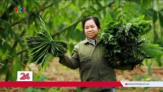 Chuyển động 24h ng&agrave;y 11/01: H&aacute;i l&aacute; ra tiền | VTV24