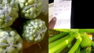 First earning chappan kaddu ki #farming blogger# full video
