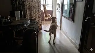 Dogs welcoming  Owner|| Excited Dog greets owner #dogs  #labrador   #exciteddog