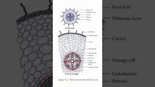 Transverse section of Dicot root