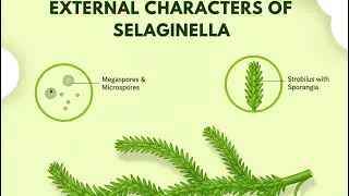 External Characters of Selaginella (BSc ,MSc)@CuriousCelll 