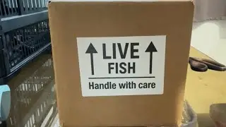 How I Pack and Ship Live Fish