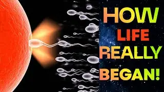 How Life Begins: The Hidden Science of Fertility & Pregnancy. #PregnancyJourney #HumanFertility
