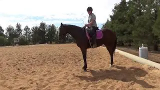 Retraining the Standardbred - Quarter Turns
