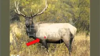 elk shot placement