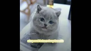 When your cat comforts you#ai #cat #dreamface #cute #kitten #lipsync #fyp