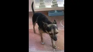 D&iacute;a triste, hoy le dimos el ultimo adios a nuestro querido Chelito. RIP 😭 #dogs #dogshorts #dog