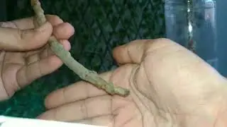 Mudas de Croton - Quatro tipos diferente de reprodução