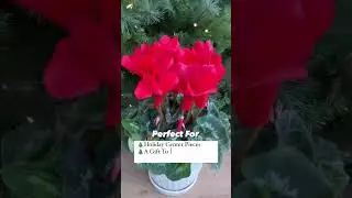 Holiday Cyclamen Plants Shipped To You!