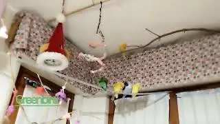 Ep 292 cinque pappagalli inseparabili agaponis. Ep 292 five Parrots inseparable agaponis 