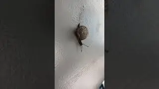 Worlds Fastest Snail leaves Slime Trail
