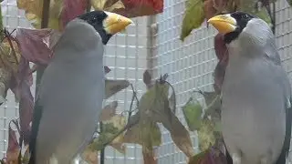 35.ICC-SCHAU 2015 in Lichtenstein-Honau.Exposition d'oiseaux.Mostra uccello.Exposici&oacute;n de aves.