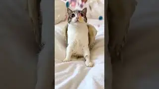 Funny meowl