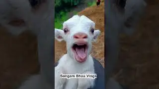 Baby Got Sound I Love It || Sangam Bhau Vlogs || #viral