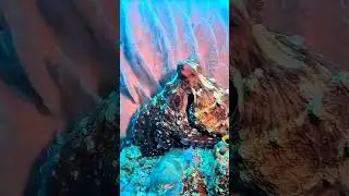Coral reef, rainforest of the sea#animals #nature #coral #reef