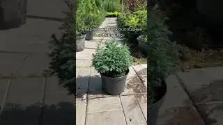 Кипарисовик горохоплодный 
