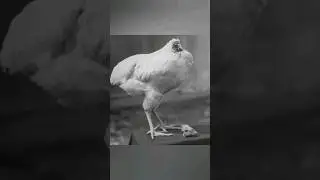 shocking, Animals without Head surviving #shorts #viral #survivalskill #trending