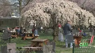 Parks On Tap Back Among Cherry Blossoms