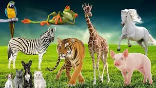 Wild Animals Name And Sound: Tiger, Pig, Fish, Elephant, Zebra, Rhino, Cat, Dog - Animal Videos