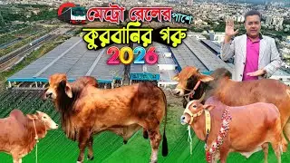ঢাকা উত্তরা মেট্রো রেলের পাশে রিভ ফার্মিং-এ কোরবানির ২০০ গরু প্রস্তুত!! qurbani cow price 2026