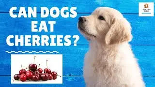 Can Dogs Have Cherries? [Answered] Part of the What Can My Dog Eat Series?