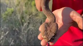 Snake Voyagers 🐍 is live! Looking for more RATTLESNAKES