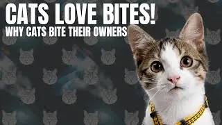 Feline Love Bites: Why Cats Nibble Their Owners I Cats behavior