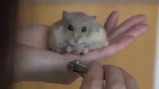 Quick Tip : How to trim your hamster's nails