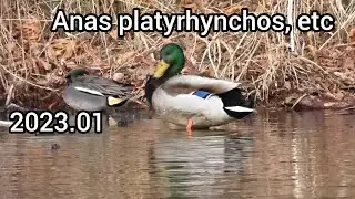 マガモ (Anas platyrhynchos) / Mallard duck (Mallard) / 公園のカモ 水元公園 / 2023年1月