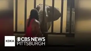 Ohio influencer charged with jumping over fence into Pittsburgh Zoo elephant enclosure