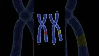 Eukaryotic chromatin #botany #cellbiology #science #ug #pg #net #biology