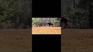 UK Equestrian Team