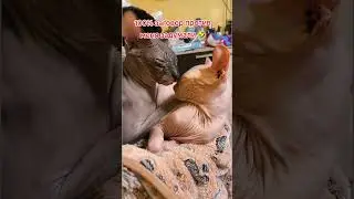 #юмор #башкирия #деревня #сфинкс