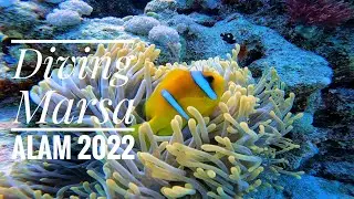 Mar Rosso 2022| Abu Dabbab Reef| Marsa Alam