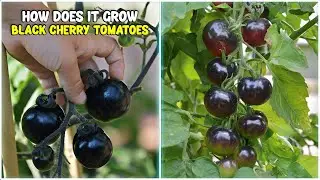 Black Cherry Tomato Growing Methods - Complete farming Guide