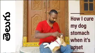 How I cure when my dog stomach is upset. (Telugu)