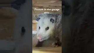 #animalcontrol #animal #wildlife #opossum #cute #localpestcontrol #toronto