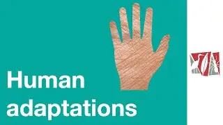 Human adaptations