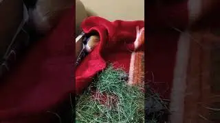 hide and seek #pets #guineapighome #guineapig #cavies #cute #cavy #animals #rodent #cuteanimals #yts