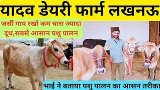 यादव डेयरी फार्म गोसाईगंज लखनऊ में आई जर्सी गाय, जानें क्वालिटी और कीमत।