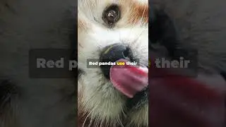 5 Amazing Animal Facts for Curious Minds!