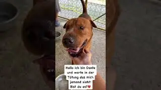 ❤️Dante❤️R&uuml;de ca 2Jahr ca. 20kg gro&szlig; freundlich zu Mensch und Artgenossen #zuhausegesucht #hund