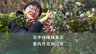 【海媽植物推薦08】花中祥瑞瑞香花，室內開花到過年|瑞香Daphne odora