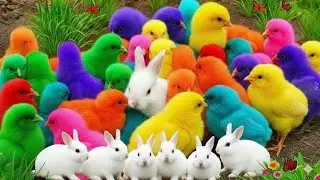 Catching Color Chickens, cute chickens, colorful chickens, cute ducks, cute rabbits, cute animals