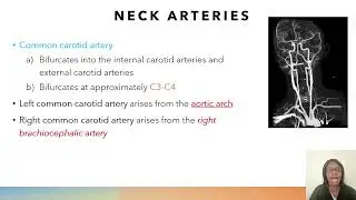 ARRT CT Registry Review: Important Landmarks and Bifurcations that you MUST-KNOW (CT Registry Exam)