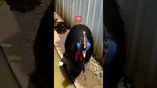 casswary a rear specie  #shorts #ytshorts #birds