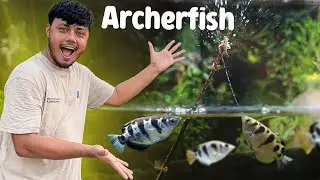 অ্যাকুরিয়ামে এনেছি বুদ্ধিমান শিকারী মাছ - Archerfish