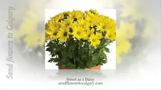 best florists in calgary