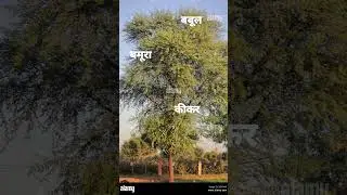 #देशी दातुन, #बमूरा, #बबूल, #कीकर, #बुंदेली भाषा ❤️❤️❤️❤️❤️